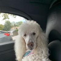 Holistic Center For Veterinary Care ico