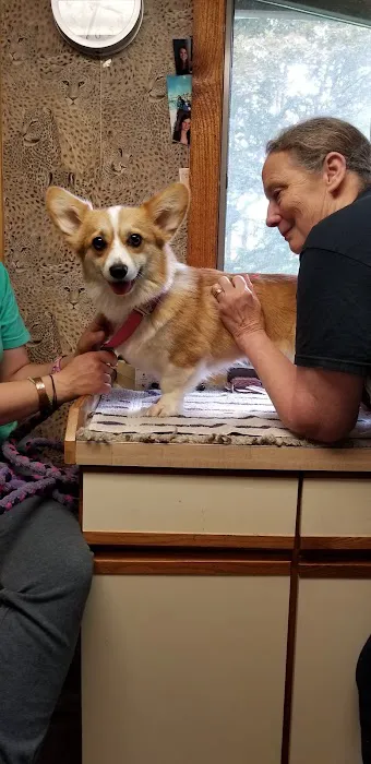 Holistic Center For Veterinary Care Picture 6