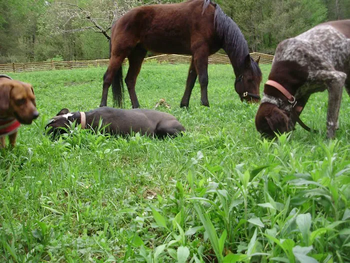 Almost Home Animal Sanctuary Picture 3