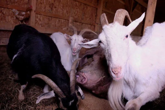 Almost Home Animal Sanctuary Picture 7