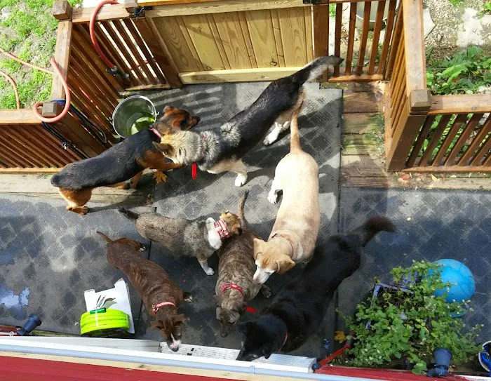 Almost Home Animal Sanctuary Picture 2