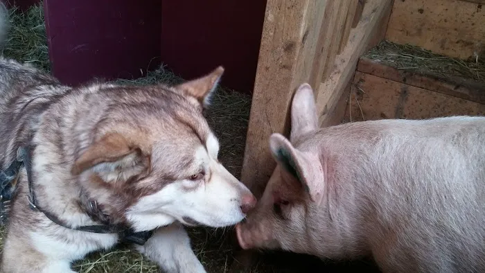 Almost Home Animal Sanctuary Picture 8