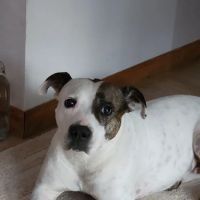 Boston Veterinary Clinic ico