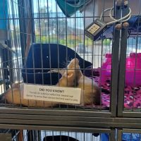 Animal House Pet Shop ico