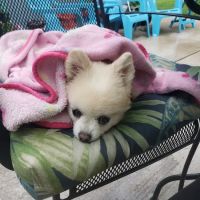 Veterinary Alternatives ico
