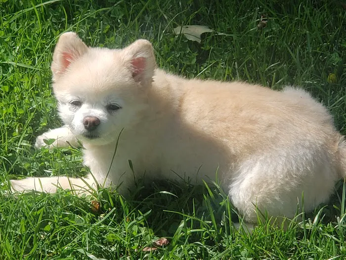 Veterinary Alternatives Picture 8
