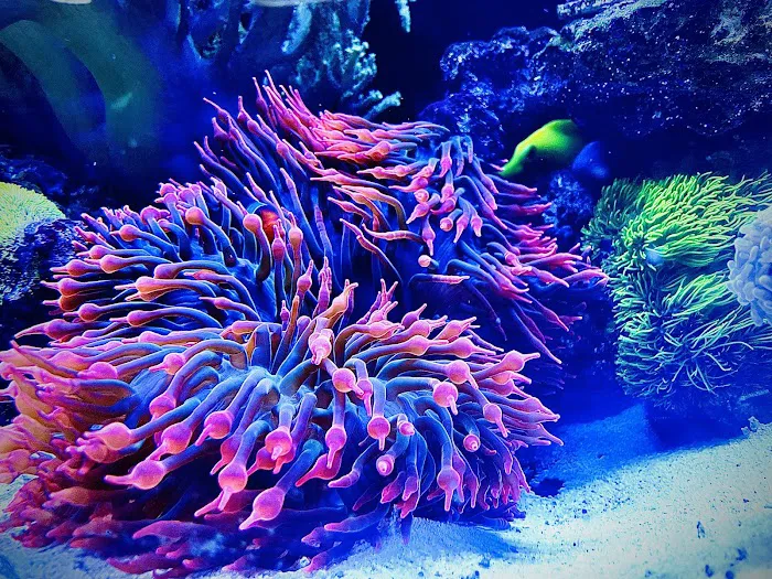 The Crimson Reef, LLC Picture 10