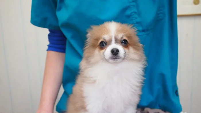 East Aurora Veterinary Hospital Picture 10
