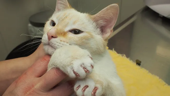 East Aurora Veterinary Hospital Picture 7