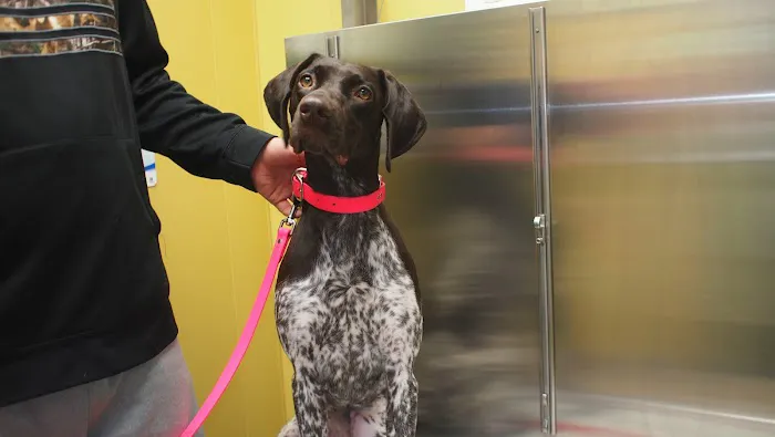 East Aurora Veterinary Hospital Picture 9