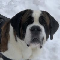 East Aurora Veterinary Hospital ico