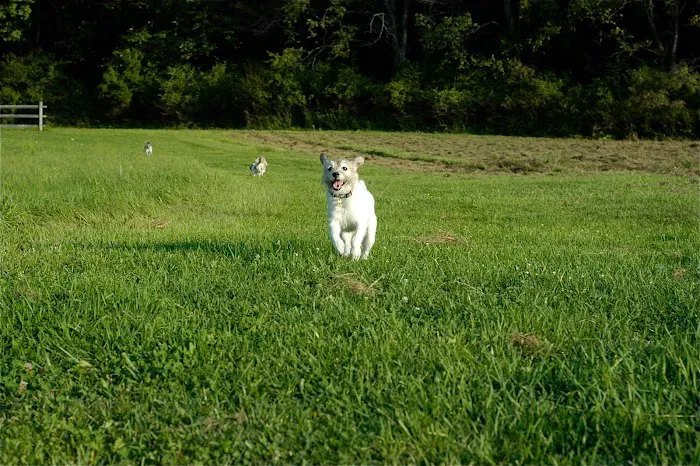 East Aurora Veterinary Hospital Picture 6