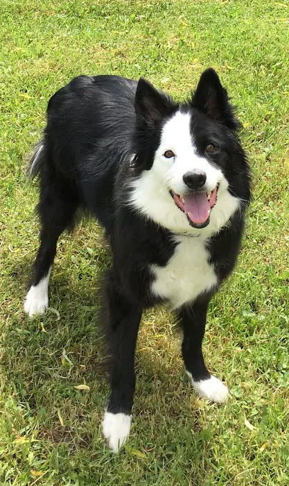 Boston Valley Animal Hospital Picture 7