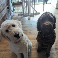 McKean County Animal Hospital ico