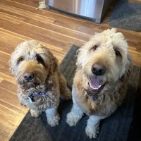 Dr. Rumsey Vet Clinic ico