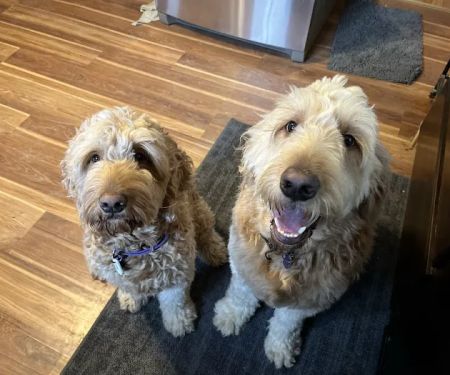 Dr. Rumsey Vet Clinic