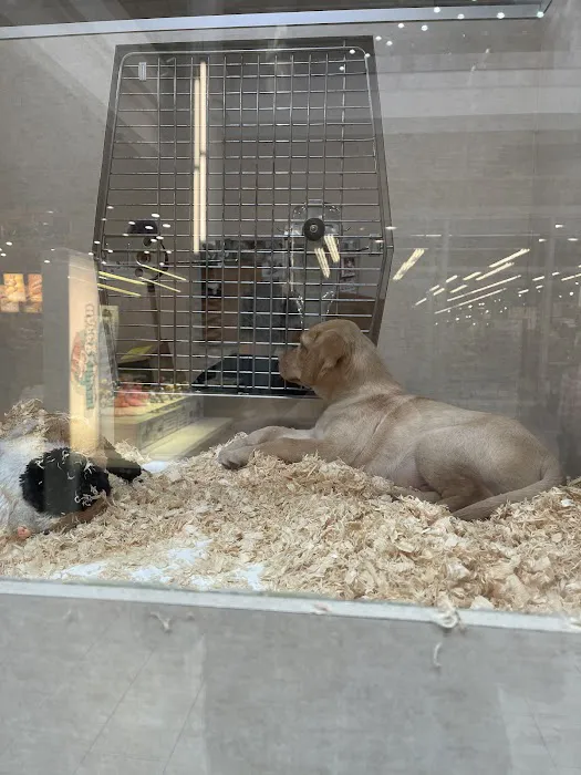 Alley Cat Pet Center Picture 2