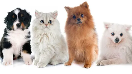 Alley Cat Pet Center Picture 6