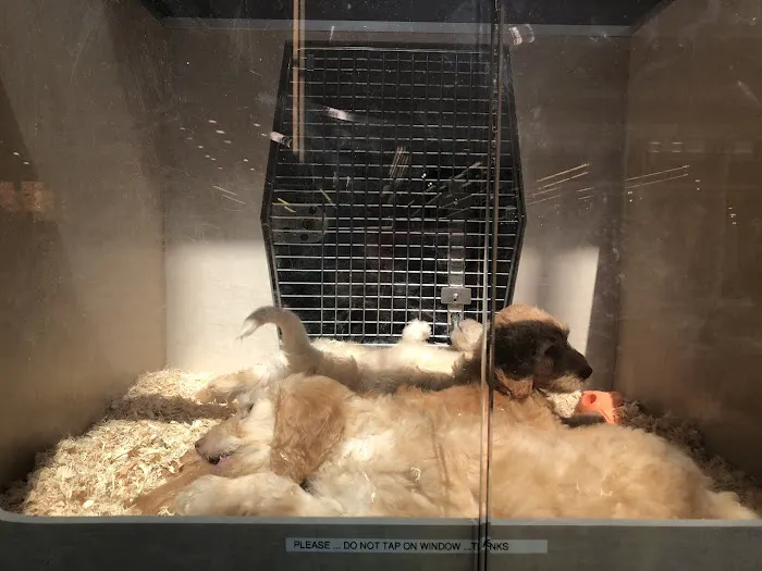 Alley Cat Pet Center Picture 10
