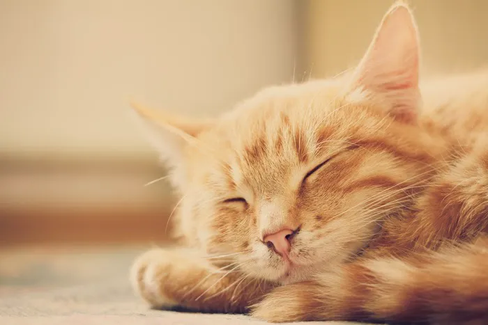 Cat Doctors Picture 2