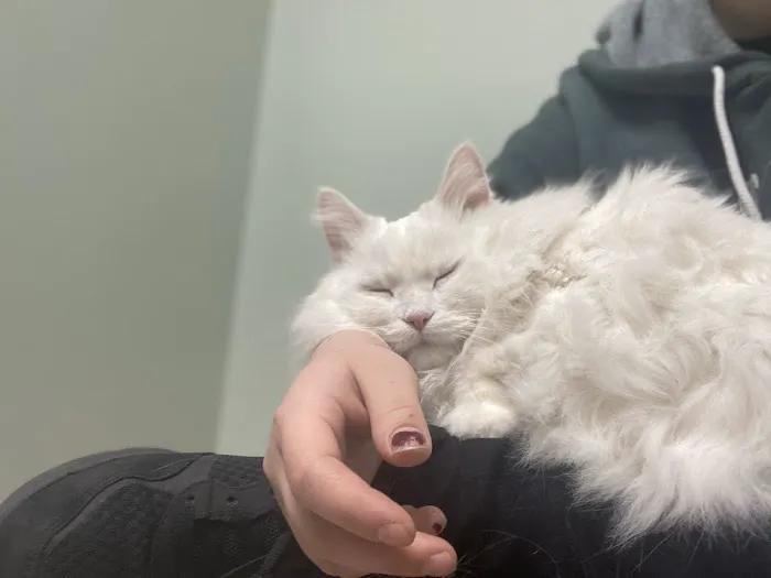 Cats & Critters Veterinary Hospital Picture 6