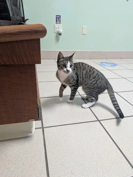 Cats & Critters Veterinary Hospital Picture 5