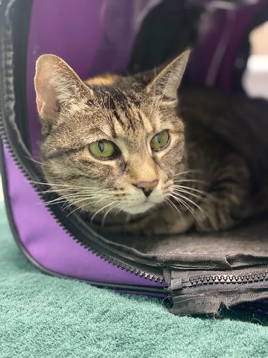 Cats & Critters Veterinary Hospital Picture 4