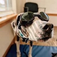 ROC Pet Rehab ico