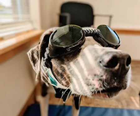 ROC Pet Rehab