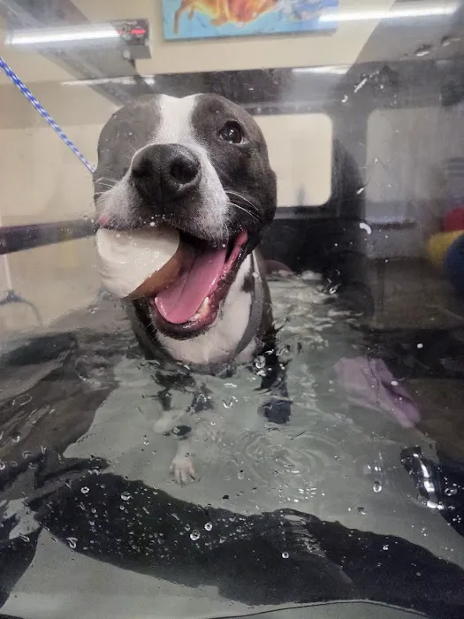 ROC Pet Rehab Picture 5