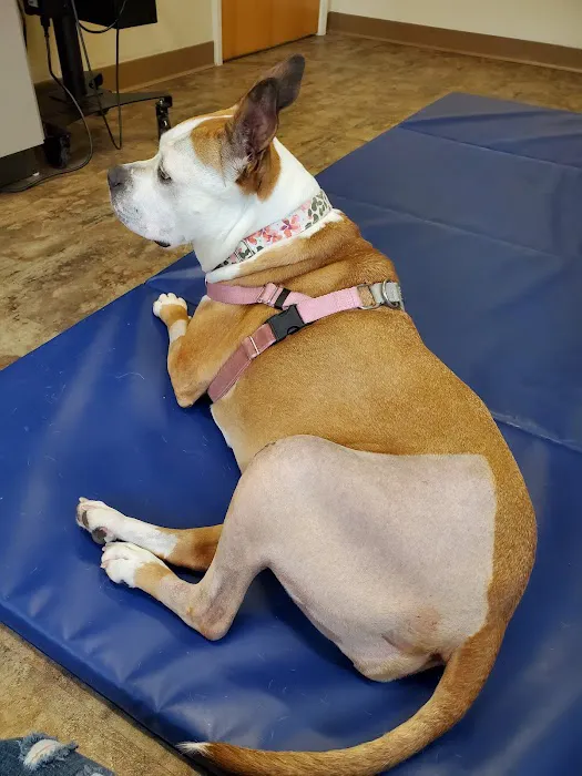 ROC Pet Rehab Picture 2