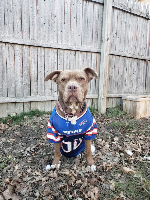 ROC Pet Rehab Picture 6