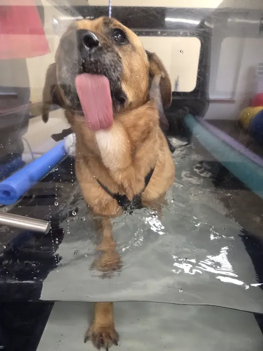ROC Pet Rehab Picture 4