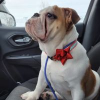 Jefferson Veterinary Hospital ico