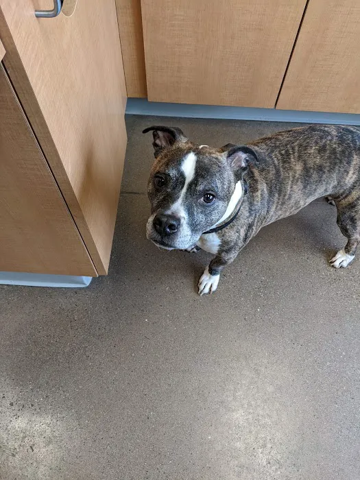 Jefferson Veterinary Hospital Picture 4