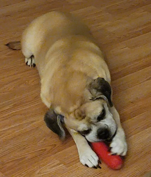 Jefferson Veterinary Hospital Picture 9