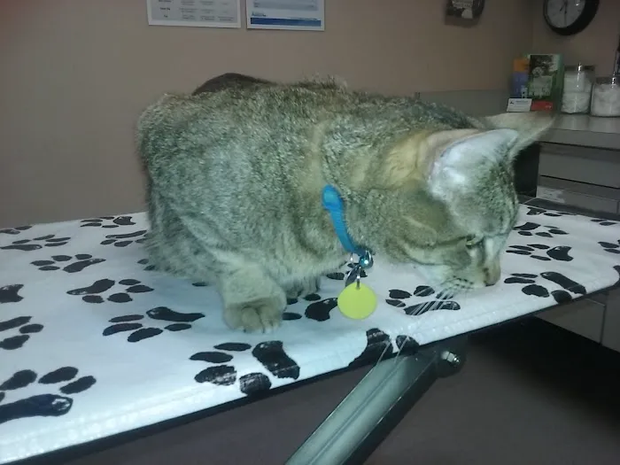 Companion Animal Hospital Picture 4
