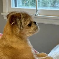 Companion Animal Hospital ico