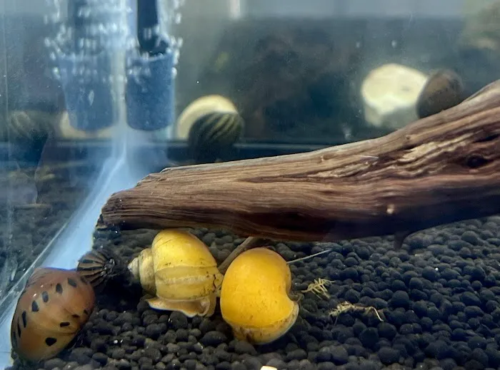 The Purple Tang Picture 1