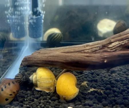 The Purple Tang