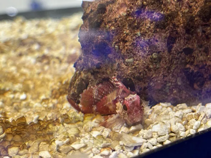 The Purple Tang Picture 4