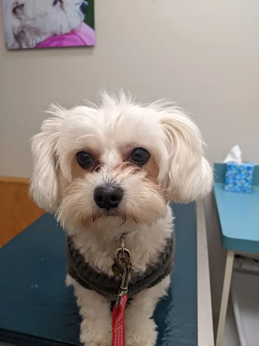 Irondequoit Animal Hospital Picture 1