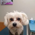 Irondequoit Animal Hospital