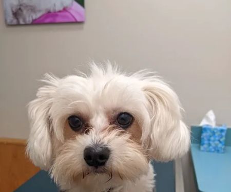 Irondequoit Animal Hospital