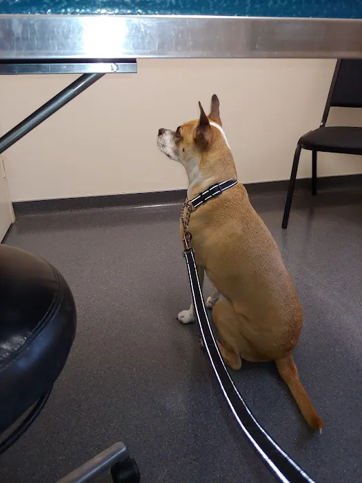 Irondequoit Animal Hospital Picture 3