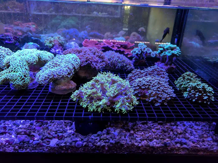 All Things Aquariums Picture 10