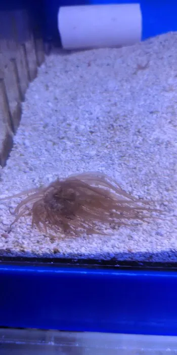 All Things Aquariums Picture 6