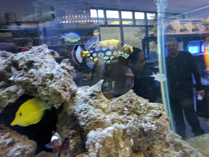 All Things Aquariums Picture 7