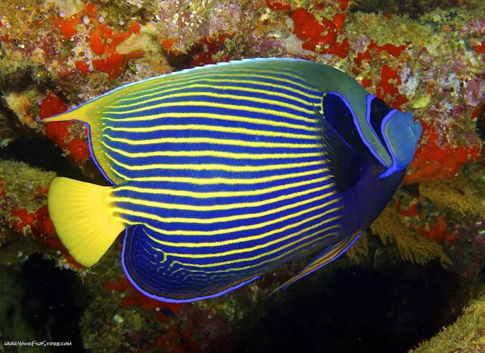 All Things Aquariums Picture 2