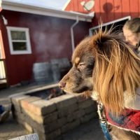 Furry Friends ico